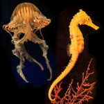 Meerjungfrauen gibt es nicht